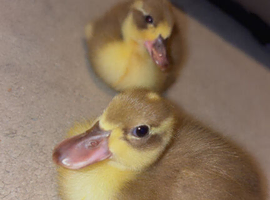 2 ducklings with heat lamp