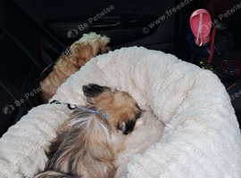For Sale a Pugzu