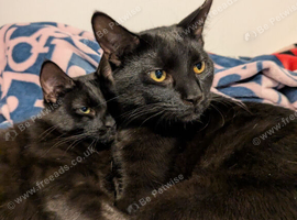 Two black cats need a good home