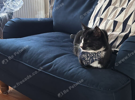Maine coon siamese cross tuxedo cats