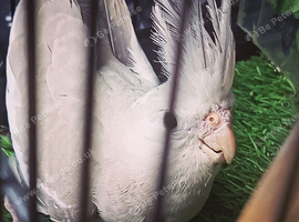 Jevineile female cockatiel