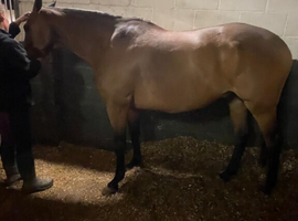 16hh TB gelding