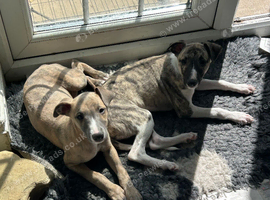 2  beautiful kc reg male whippets