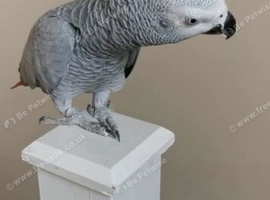 Tame and talkative African grey parrot