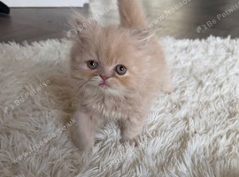 Beautiful ginger Persian kitten