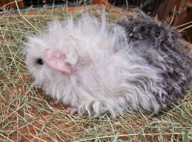 One only baby texel boy guinea pig