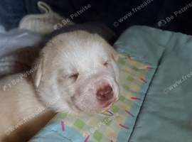 Beautiful fluffy pups