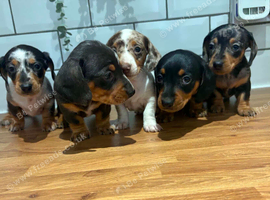 5 beautiful little dachshund puppies