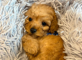 Toy Poodle for sale