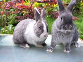 Beautiful friendly 3/4 Netherland cross rabbits