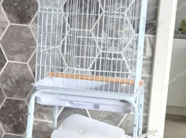 African grey parrot