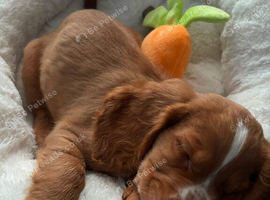 Cocker spaniel