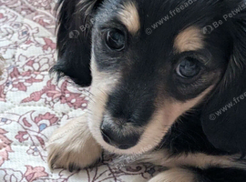 KC miniature dachshund