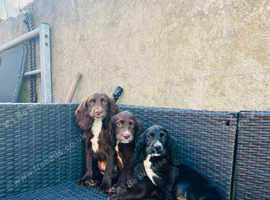 Cocker spaniel boys