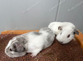 Baby guinea pigs