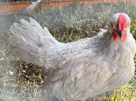 8 week old cockerel (possible booted bantam mix)