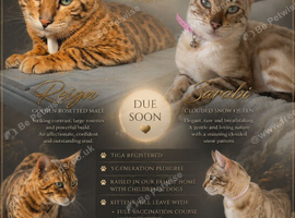 Exquisite Pedigree Bengal Kittens Due in Approximately 9 Weeks