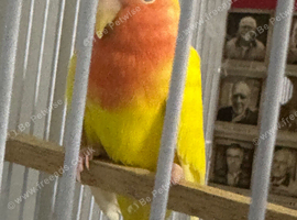 Litino love bird close rung very healthy and active