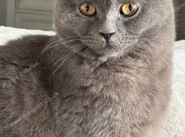 Male cat British short hair