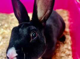 Rabbits for homes