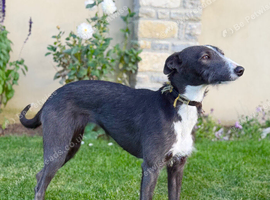 Bedlington whippet