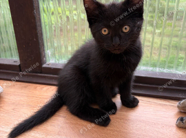 Beautiful male kitten