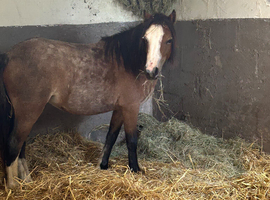Strawberry Roan mare