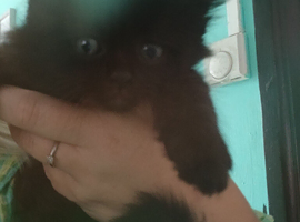 Beautiful kittens
