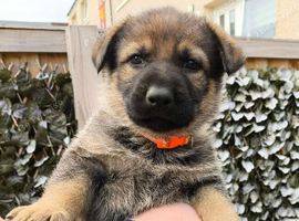 German Shepherd pup Ready to leave now