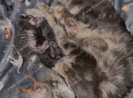 Beautiful maincoon kittens