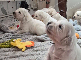 labrador puppy&rsquo;s