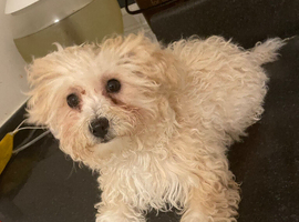 bichon frise