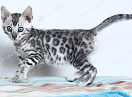 Ready Silver Black Rosette Bengal Kitten