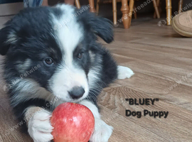 Border Collie Boy Puppy ready now.
