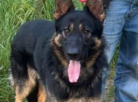 Male german shepherd for sale