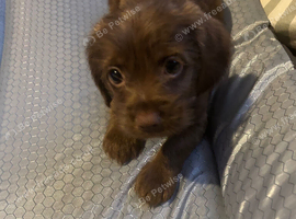 Puppy looking for new home