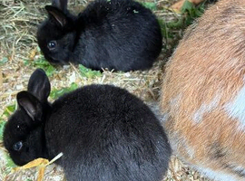 6 rabbits ready 13th june