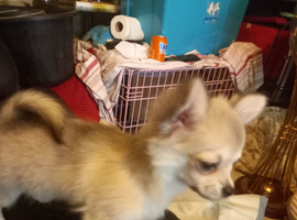 Pupies