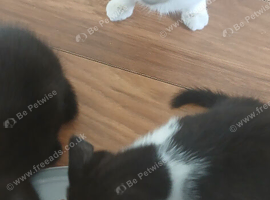 4 female kittens