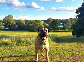 Boerboel mix Neapolitan dog for STUD only