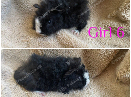 Boys and girls guineas  for sale