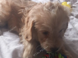F1b cockapoo puppies