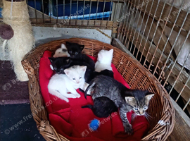 Kitten