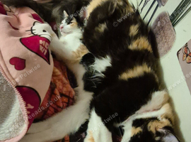 Exquisite Maincoon x Siamese Kittens, x 2 girls