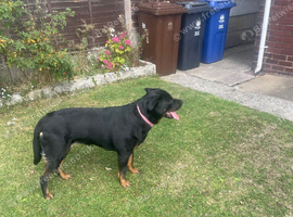 Lab/Roc