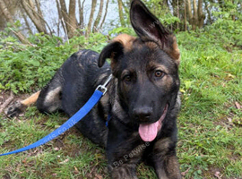 Chuck is 10months old