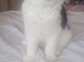 Female kitten for rehoming
