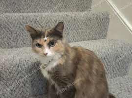 Cat looking for home