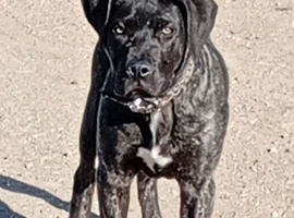Male cane corso