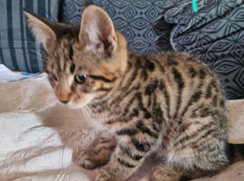 Mix breed kittens maine Coon x Silver bengal